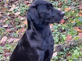 Labrador Retriever dogs KC FTCH Fendawood sire and Drakeshead bitch - Advert 1