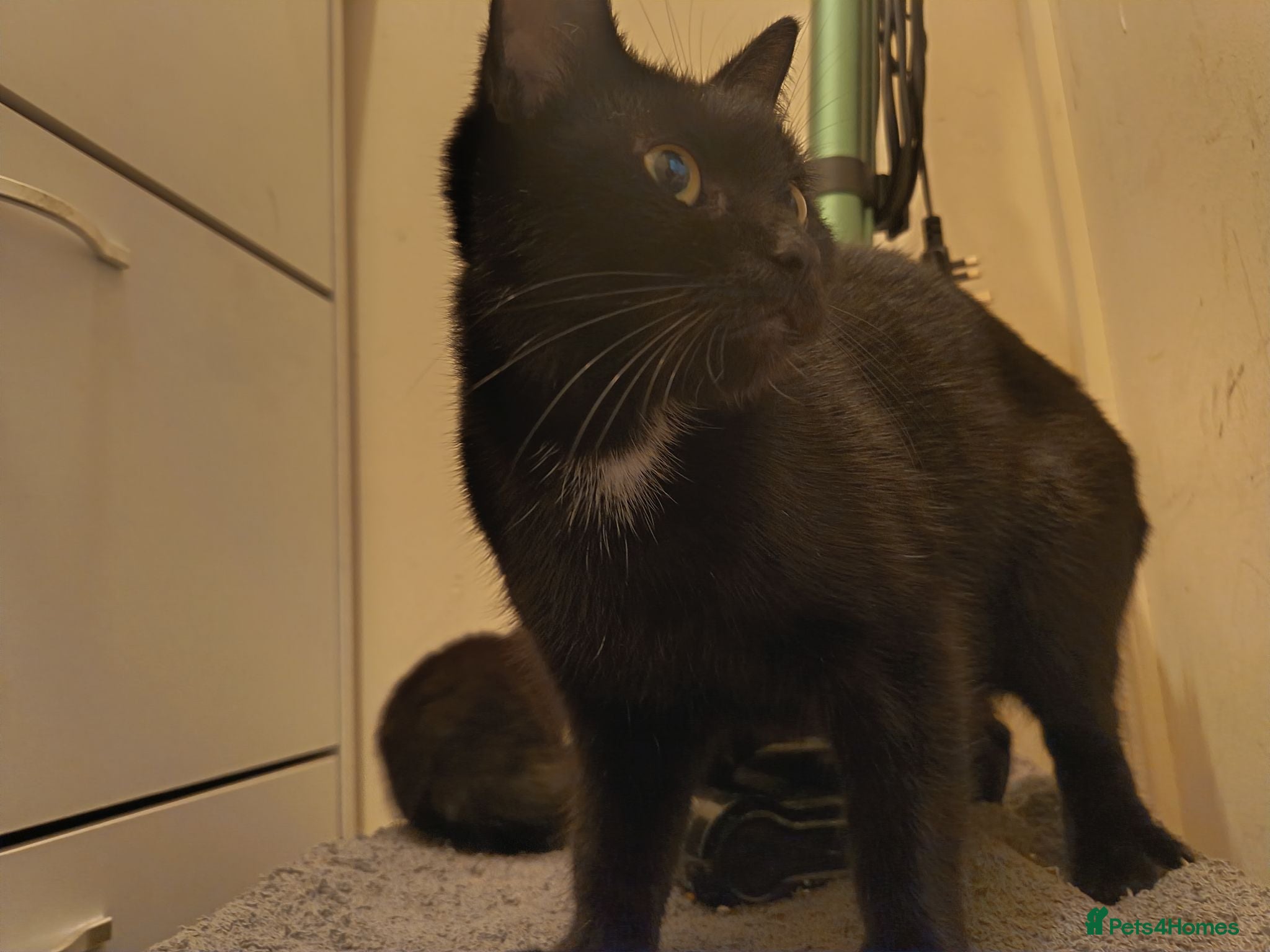 Mixed Breed cats Kittens for sale  - Advert 5