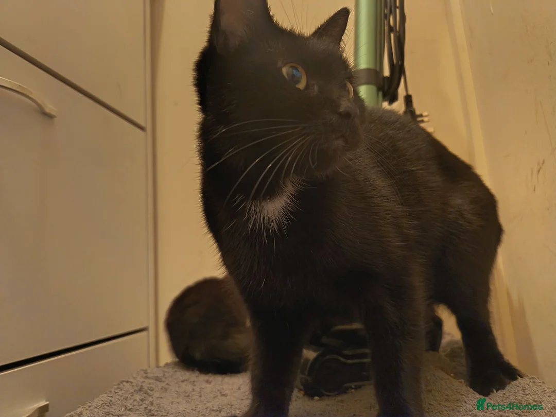Mixed Breed cats for sale: Kittens for sale  in Wrexham - Advert 1