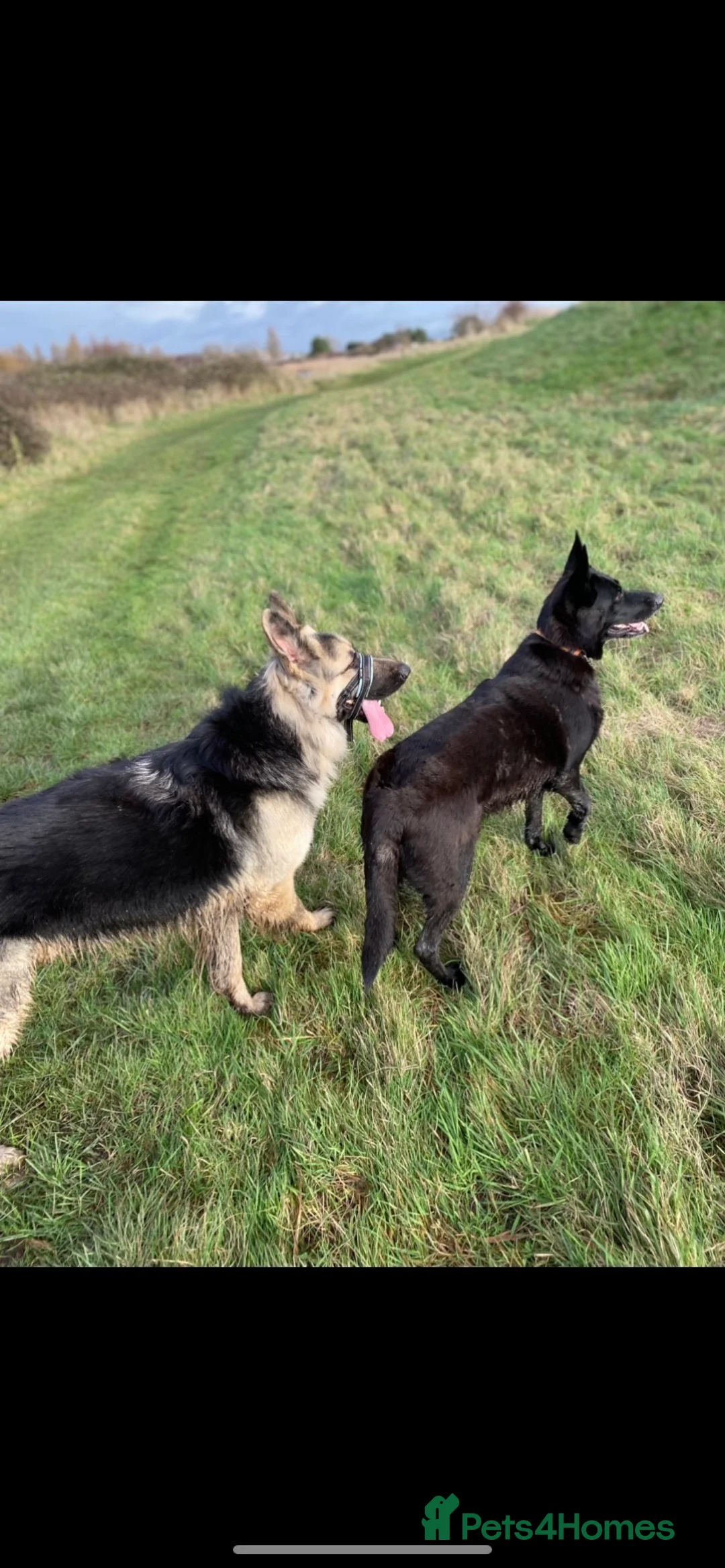 German Shepherd dogs for stud: stud only in Harwich - Advert 5