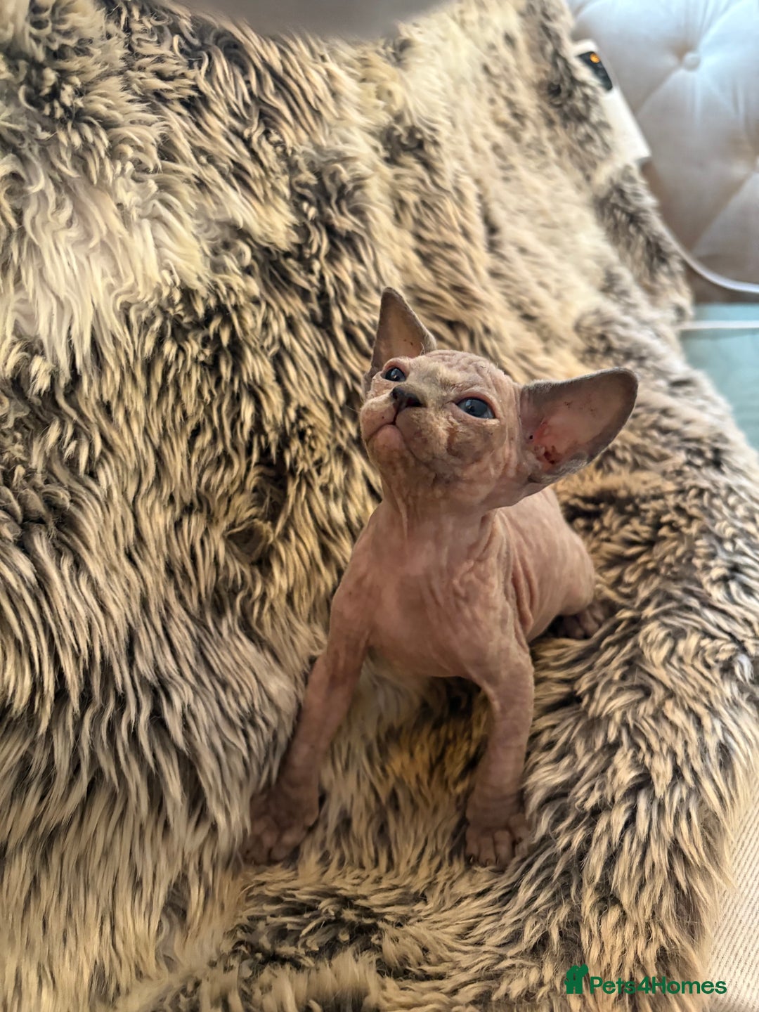 Sphynx cats for sale: 🖤 Sphynx Kittens for Sale – Ready August 🐾 - Image 20
