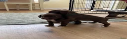 Mixed Breed dogs for sale: Spinger spaniel X Staffordshire bull terrier - Advert 5