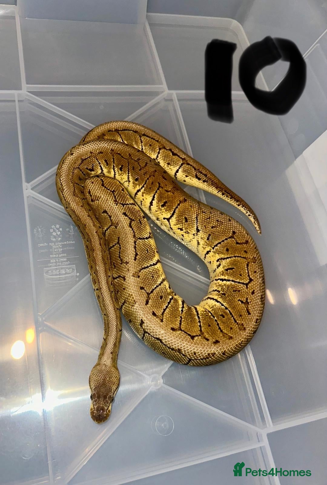 Python Snake reptiles for sale: Collection of ball pythons  - Advert 13