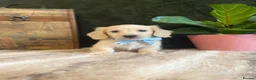 Miniature Dachshund dogs for sale: EXQUISITE CREAM KC MINIATURE DACHSHUND  LONG HAIR - Advert 4