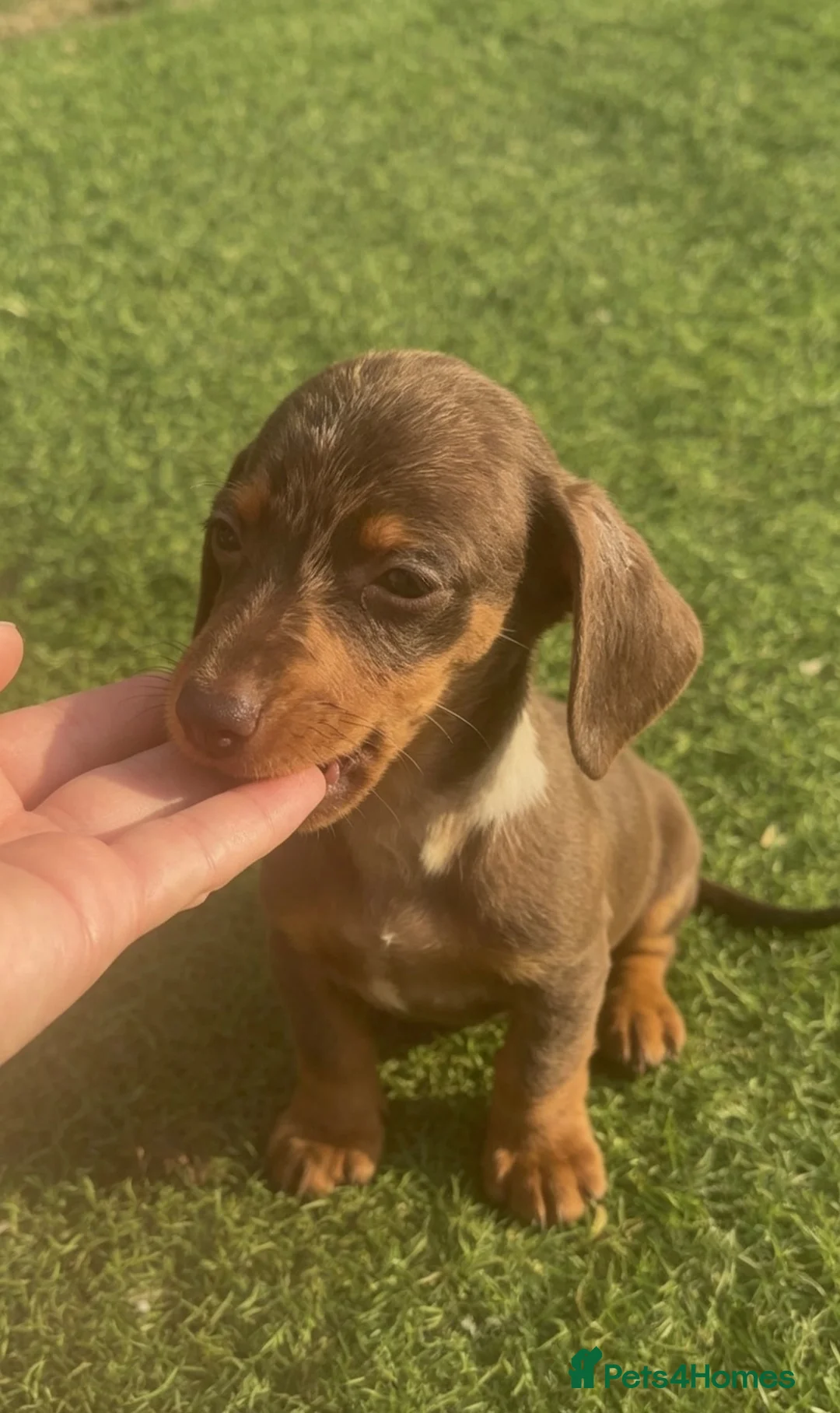 Miniature Dachshund dogs for sale: Beautiful miniature Dachshund puppys in Harlow - Advert 2
