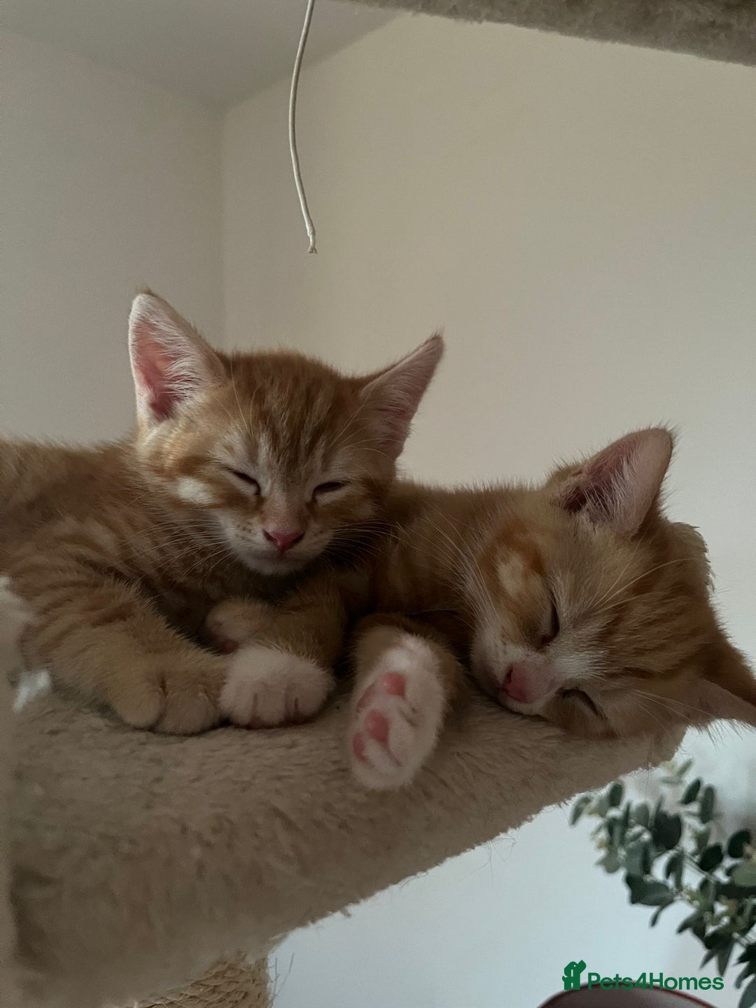 Domestic Shorthair cats for sale: 2 Ginger males - Image 2