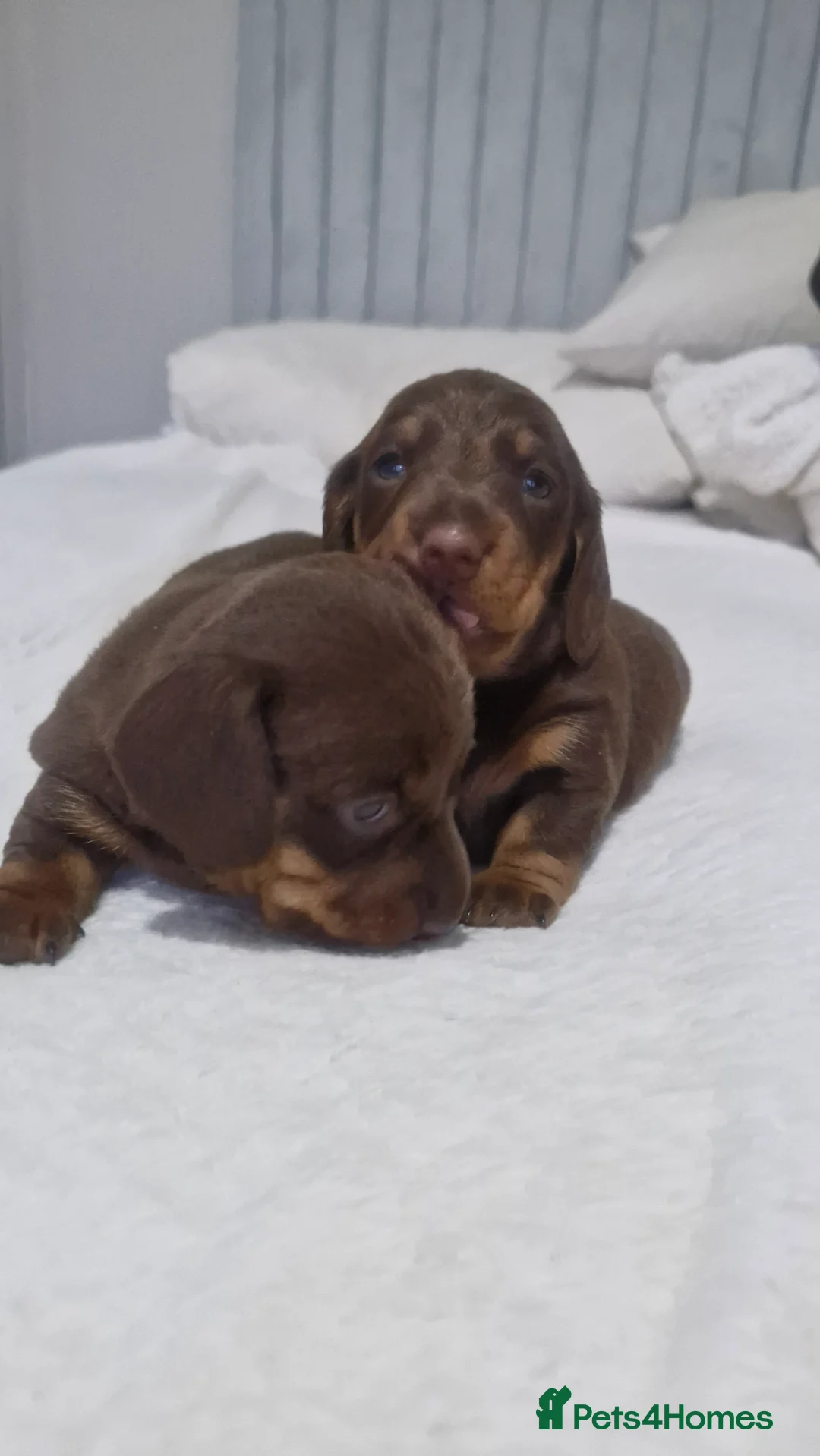 Miniature Dachshund dogs for sale: Minature dachshunds - Advert 5