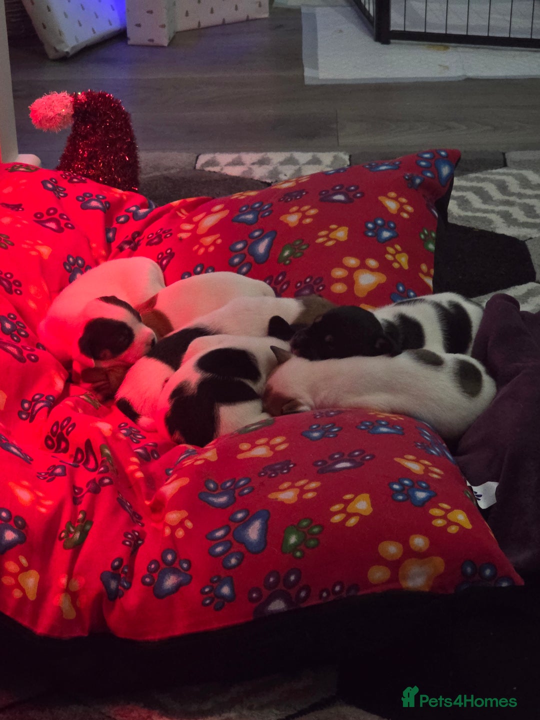 Mixed Breed dogs for sale: Puppies for sale - Advert 3