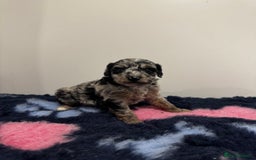 Cavapoo dogs for sale: 7 beautiful cavapoos  - Image 10