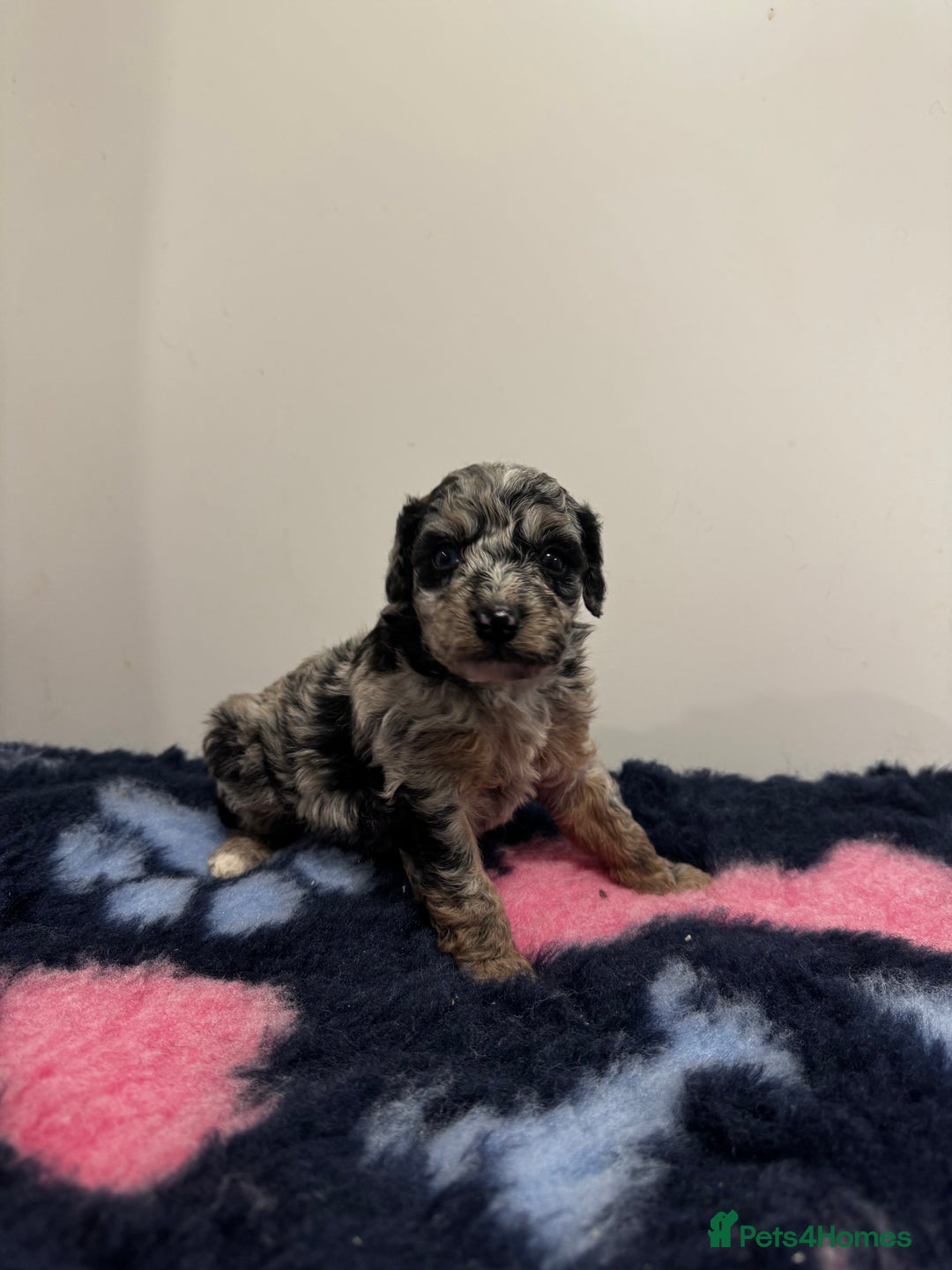 Cavapoo dogs for sale: 7 beautiful cavapoos  - Image 10