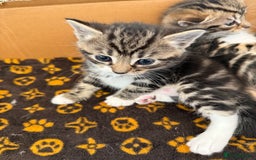Mixed Breed cats for sale: Mixed Breed Grey and Tabby Kittens - Image 8