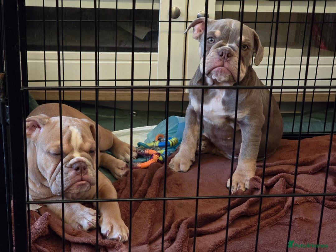 English Bulldog dogs for sale: English Bulldog Puppy Female - Image 2