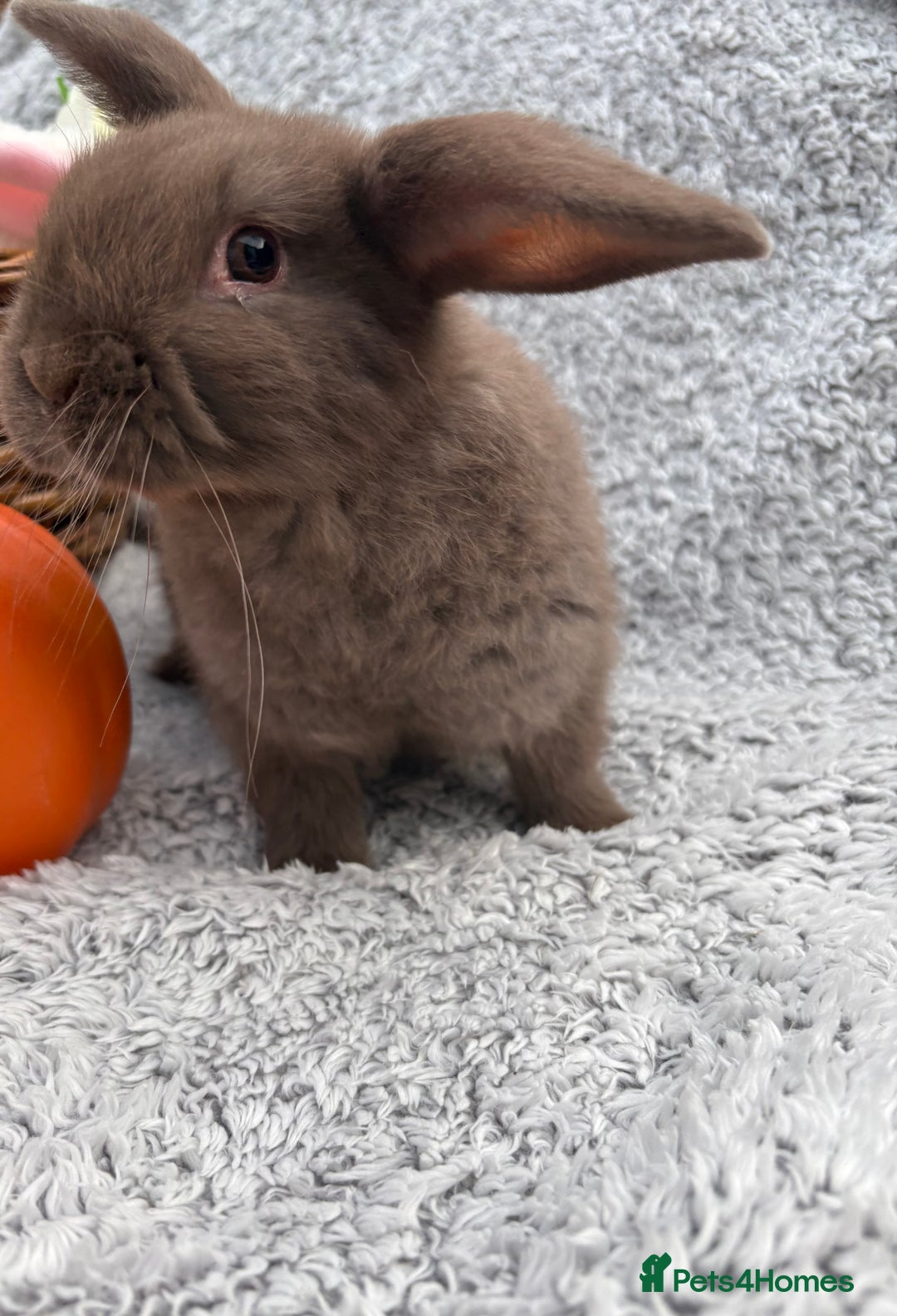 Mini Lop rabbits for sale: Female Mini Lop for sale. Available now! - Image 2