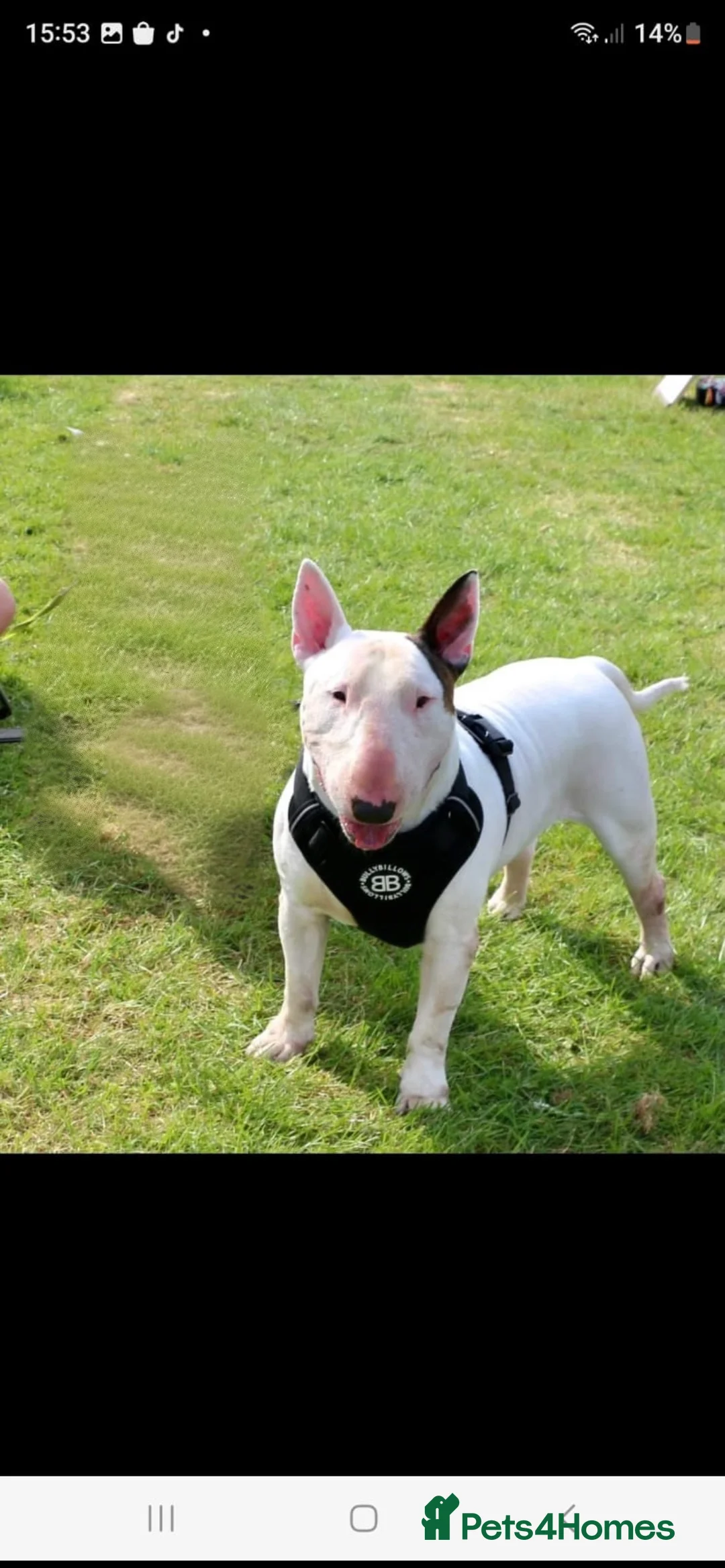 English Bull Terrier dogs for stud: Amazing boy for stud in Liverpool - Advert 19