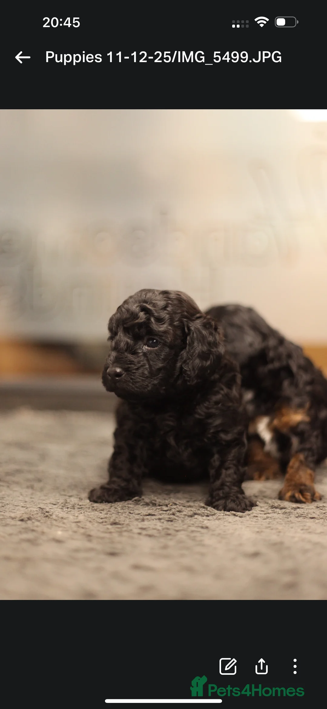 Poochon dogs for sale: Beautiful Poochon Pups Home Bred second litter - Advert 18