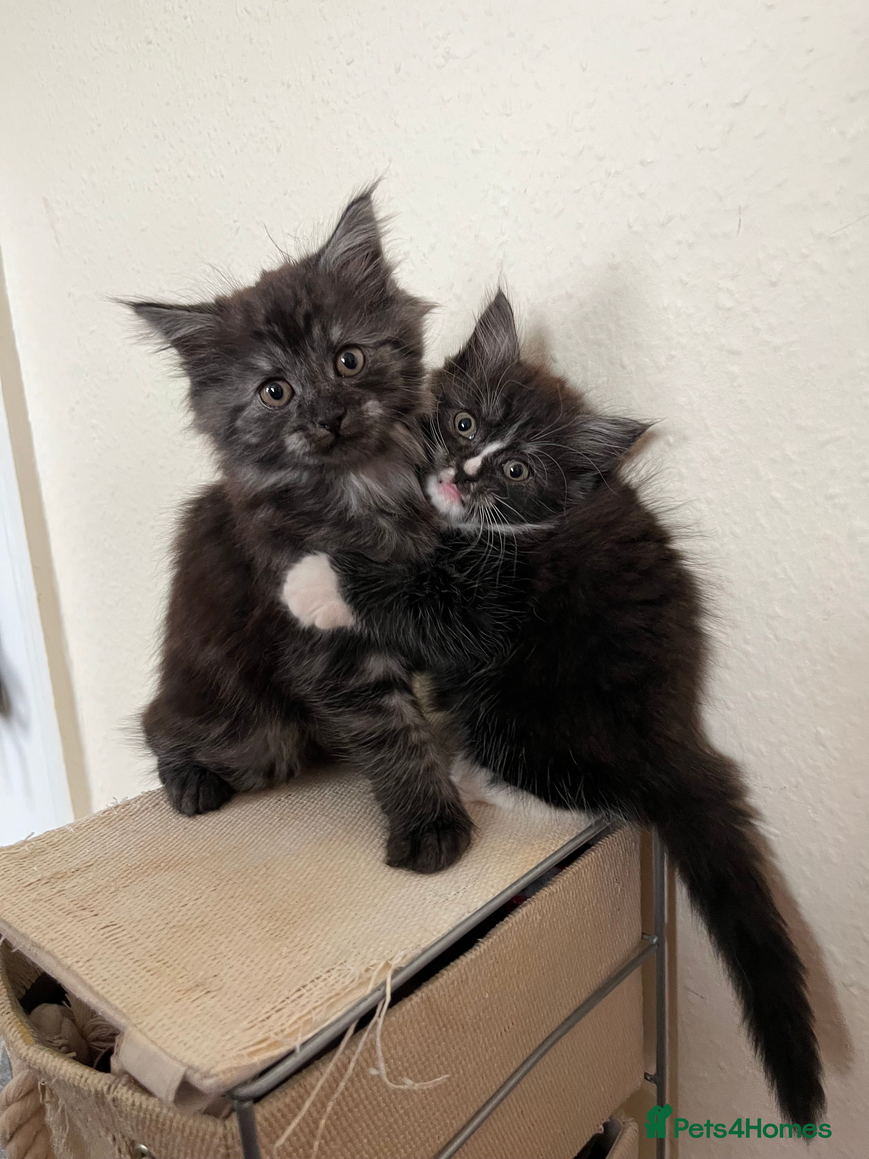 Mixed Breed cats for sale: 1 male Siberian Kittens for sale.  - Advert 4
