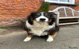 Border Collie dogs for sale: Handsome Border collie looking for retirement home - Image 3