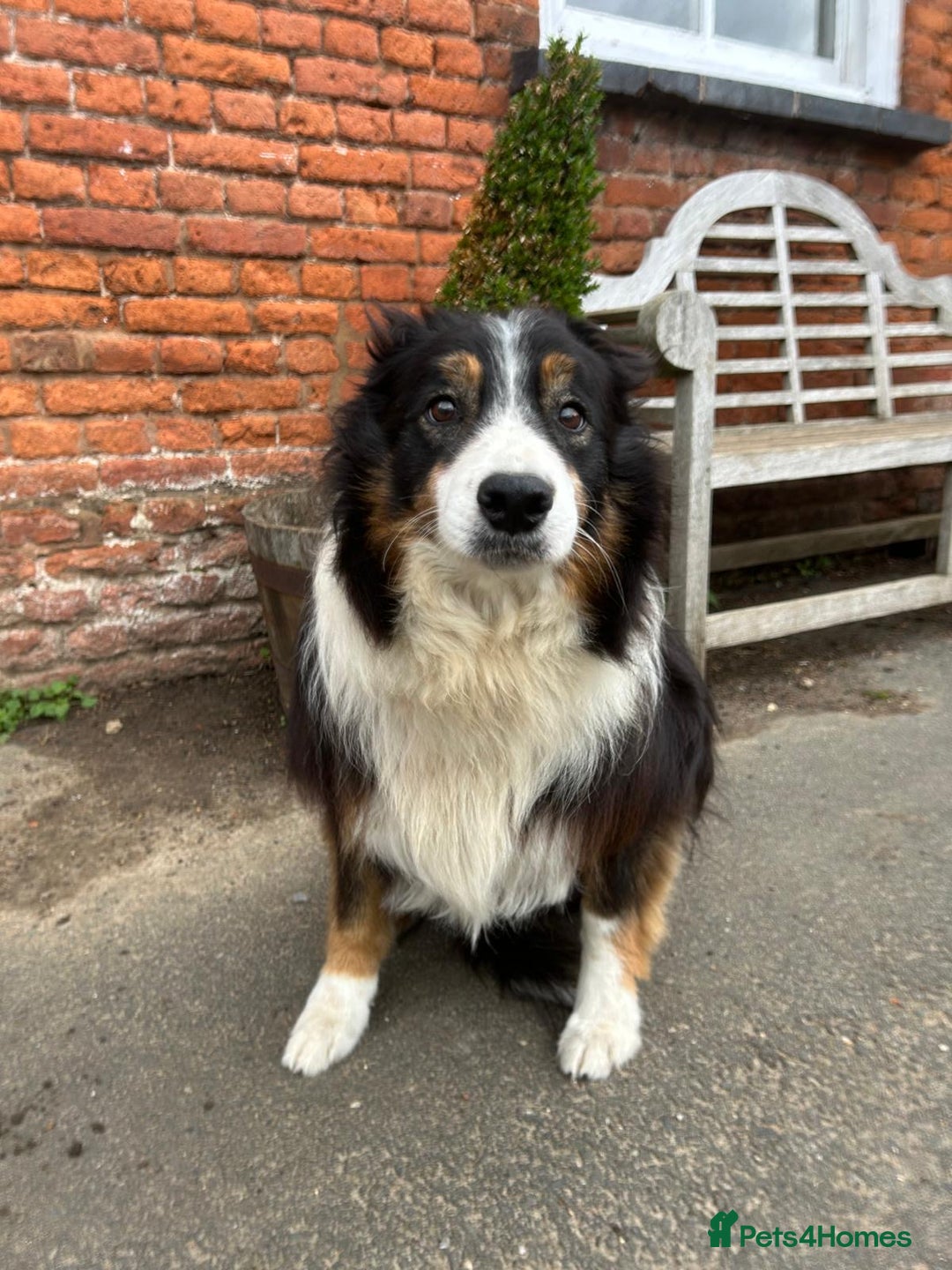 Border Collie dogs for sale: Handsome Border collie looking for retirement home - Image 3