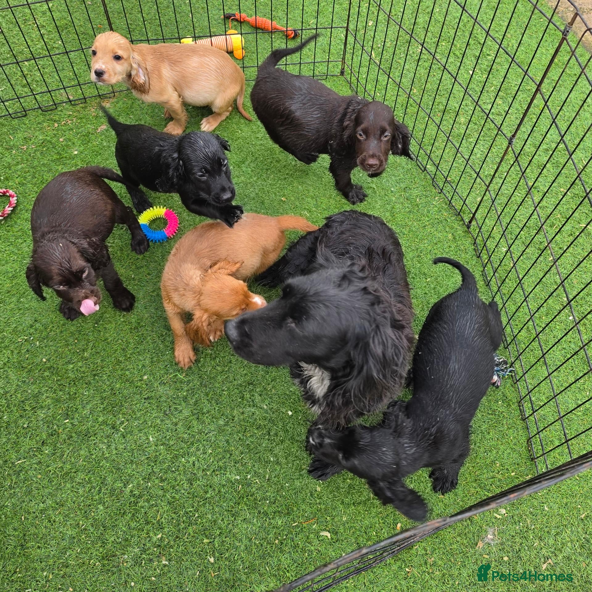 Cocker Spaniel dogs Working Type Cocker Spaniels - Advert 1
