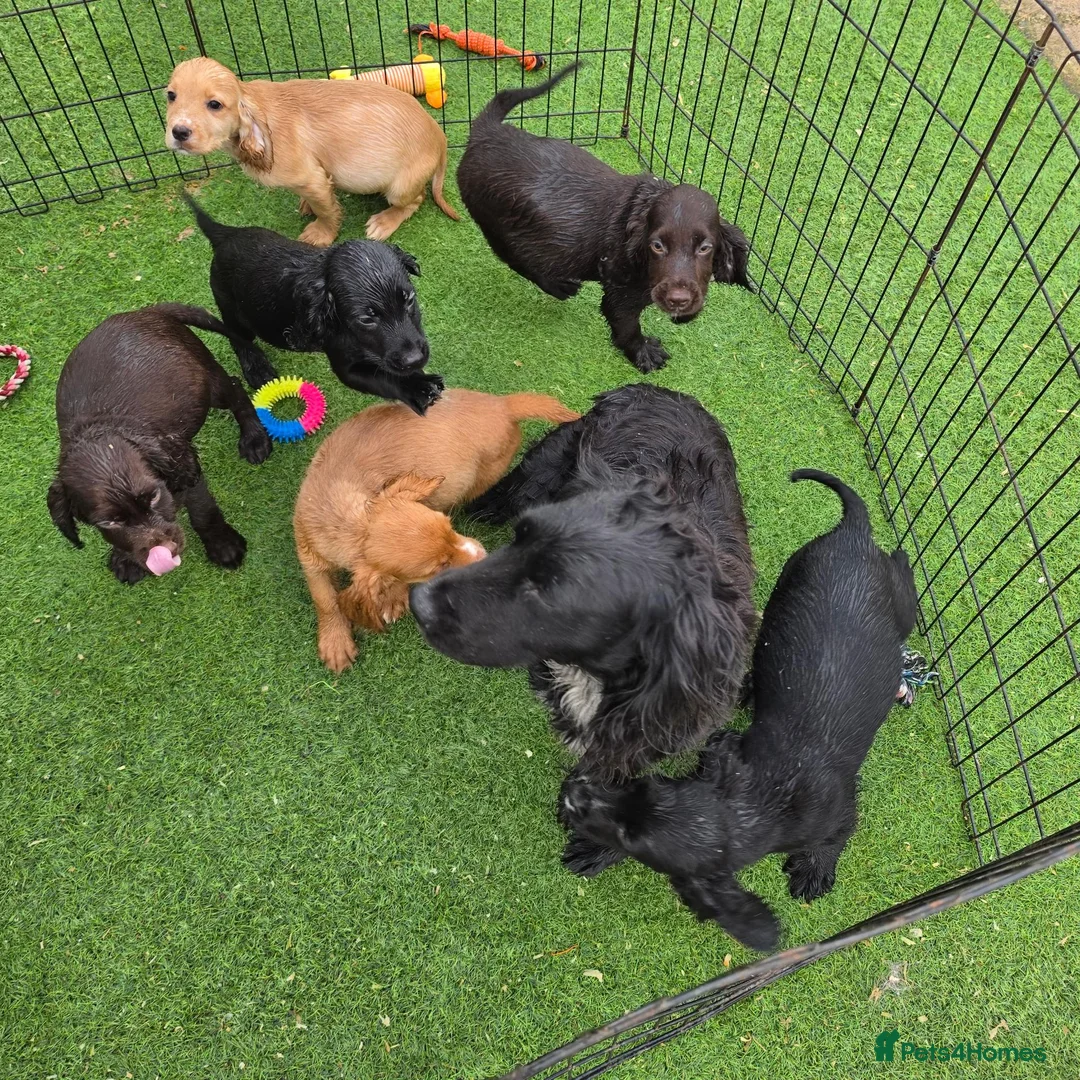 Cocker Spaniel dogs for sale: Working Type Cocker Spaniels - Advert 1