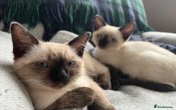 Ragdoll cats for sale: Beautiful Pure Ragdoll Kittens - Image 12