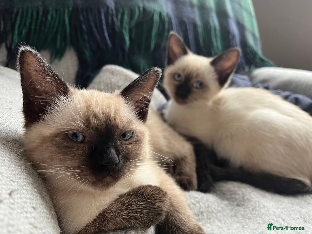Ragdoll cats for sale: Beautiful Pure Ragdoll Kittens - Image 12