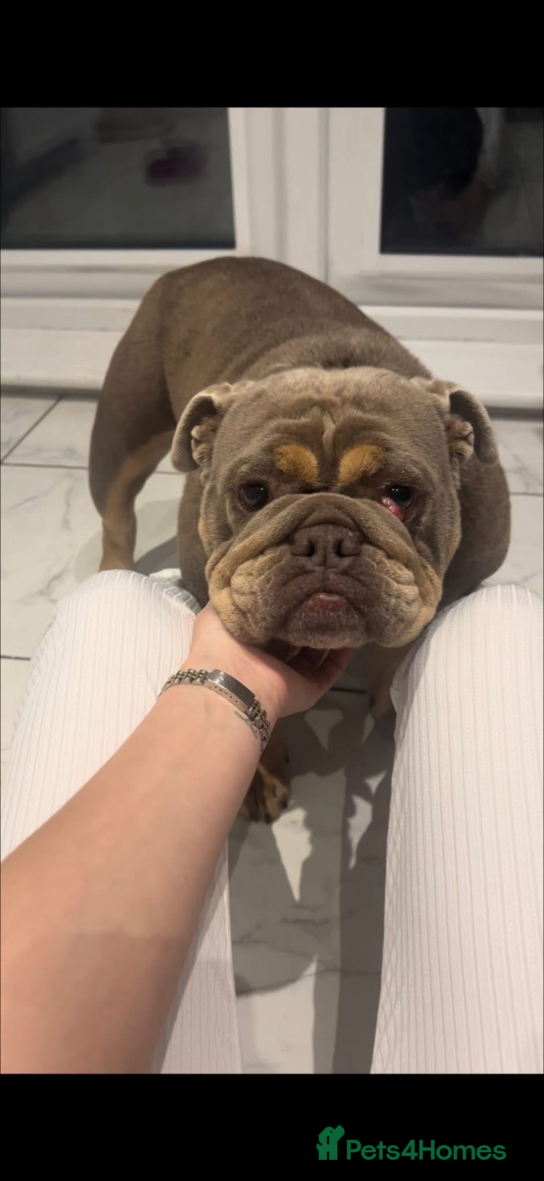 English Bulldog dogs for sale: Fully suited lilac British bulldog - Advert 4