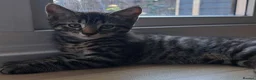Russian Blue cats for sale: 🐾 Stunning 9 weeks Russian Blue X Tabby Kittens - Advert 10
