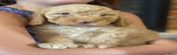 Cockapoo dogs for sale: Beautiful cockapoo puppy’s🩵🩷 - Advert 7