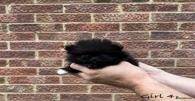 Pomeranian dogs - Advert 7