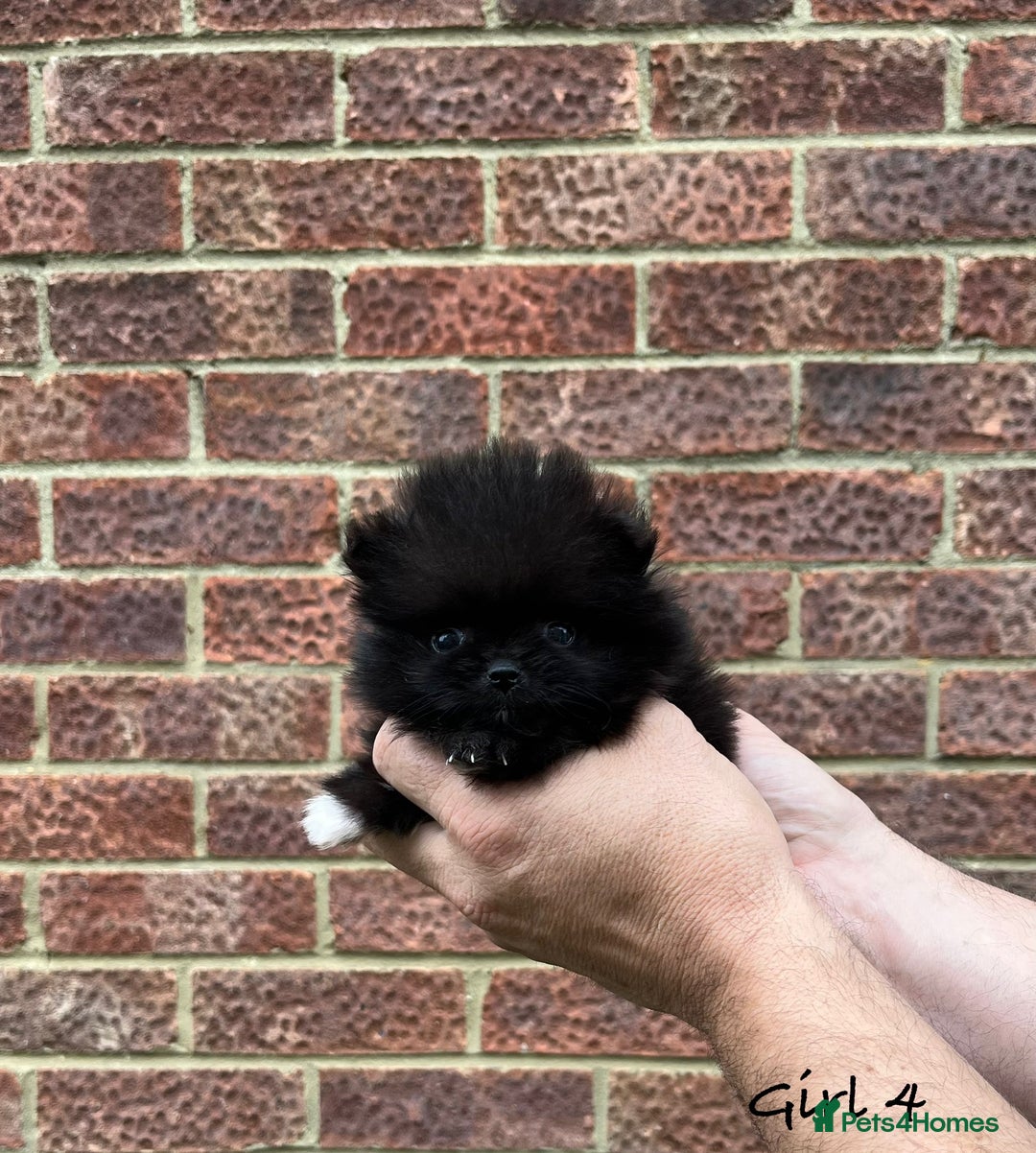 Pomeranian dogs for sale: 🐾Stunning 🐶Extra Small🐻 Teddy Face🔥 - Image 2