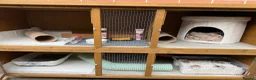 Ferret rodents for sale: Male ferrets  in Rotherham - Advert 2