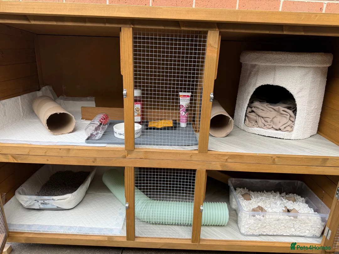 Ferret rodents for sale: Male ferrets  in Rotherham - Advert 2