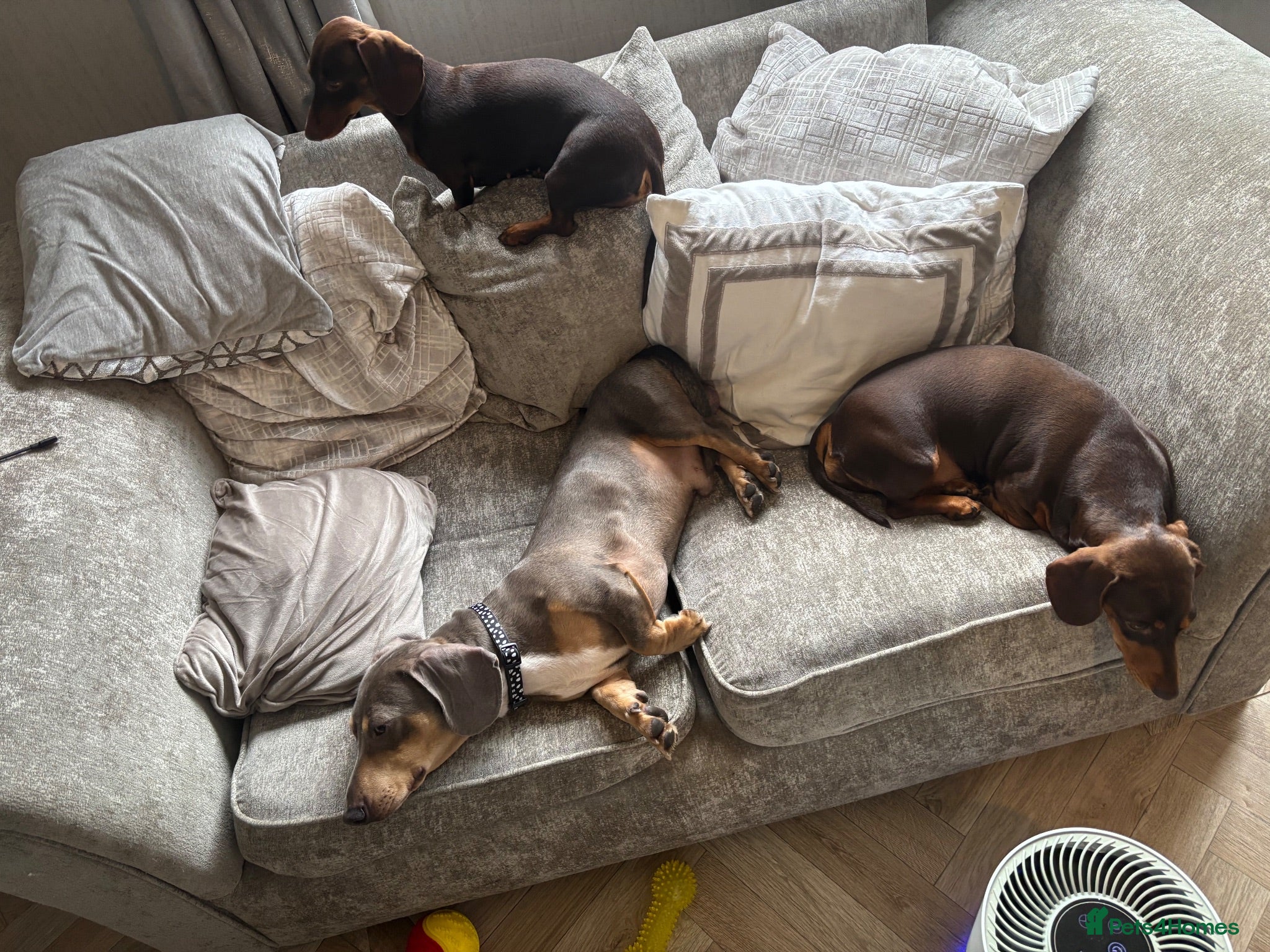 Dachshund dogs Boy dachshund  - Advert 7