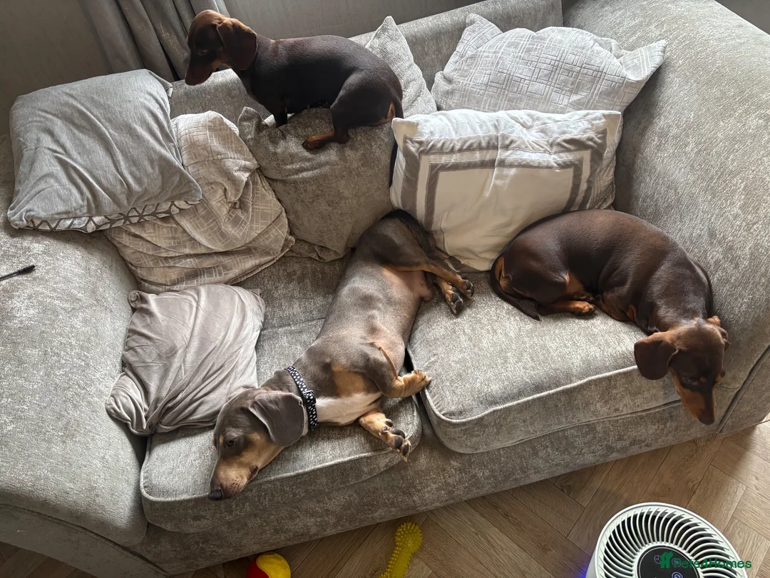 Dachshund dogs for sale: Boy dachshund  - Advert 1