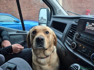 Labrador Retriever dogs - Advert 10