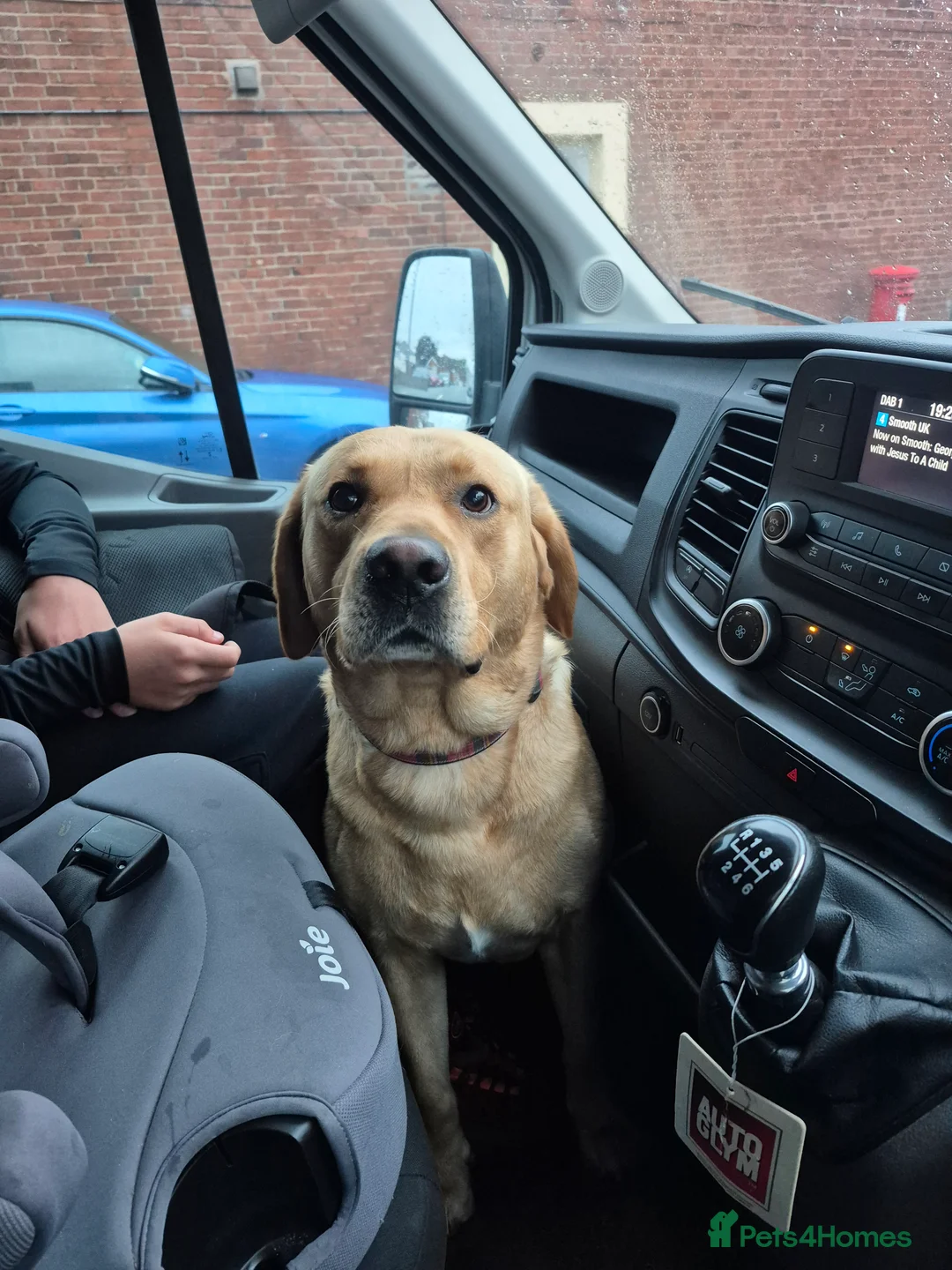 Labrador Retriever dogs for sale: Labrador  - Advert 1