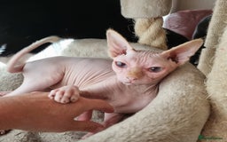 Sphynx cats for sale: Sweet & Sensitive Sphynx Seeks Loving Patient Home - Image 7