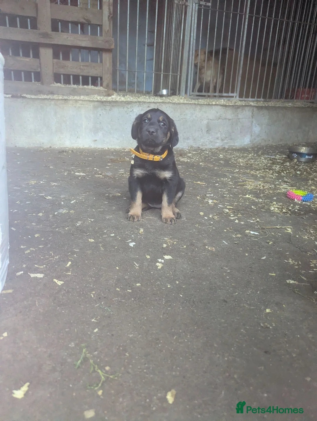 Mixed Breed dogs for sale: Gorgeous Kelpie cross/ golden retriever puppies  - Advert 10