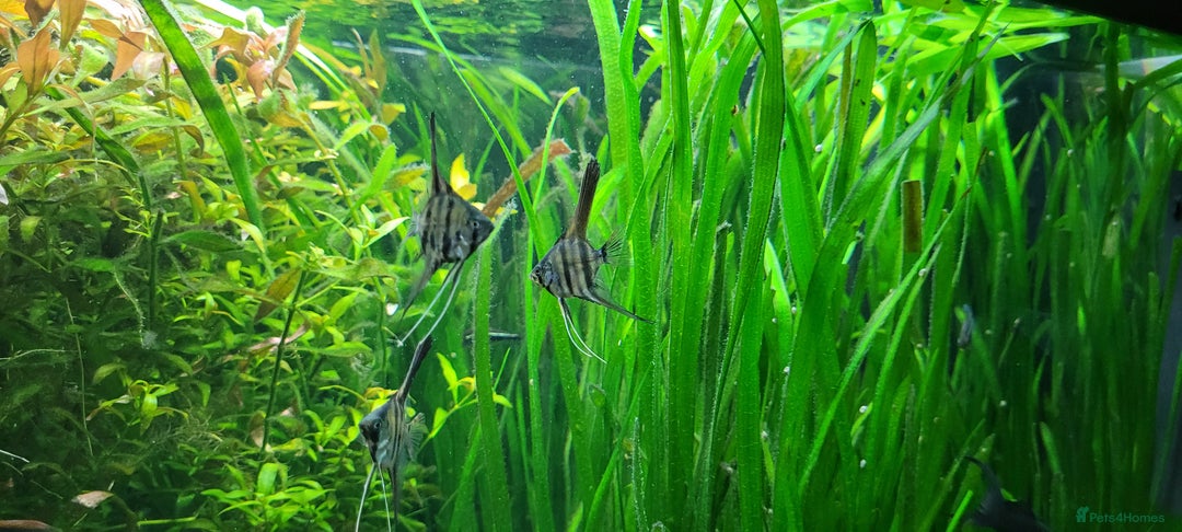 Angelfish fish for sale: Stunning stripes baby Angels - Advert 1