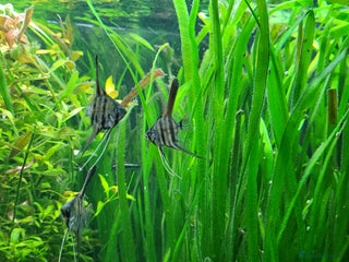 Angelfish fish Stunning stripes baby Angels - Advert 1