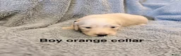 Miniature Dachshund dogs for sale: Long haired cream miniature dachshund puppies - Advert 9