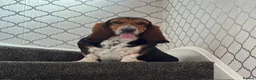 Basset Hound dogs for sale: KC Registered Litter *Due 20th August* - Advert 4