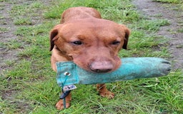 Labrador Retriever dogs for stud: KC registered Fox Red Labrador at stud £500 in Whitley Bay - Image 2