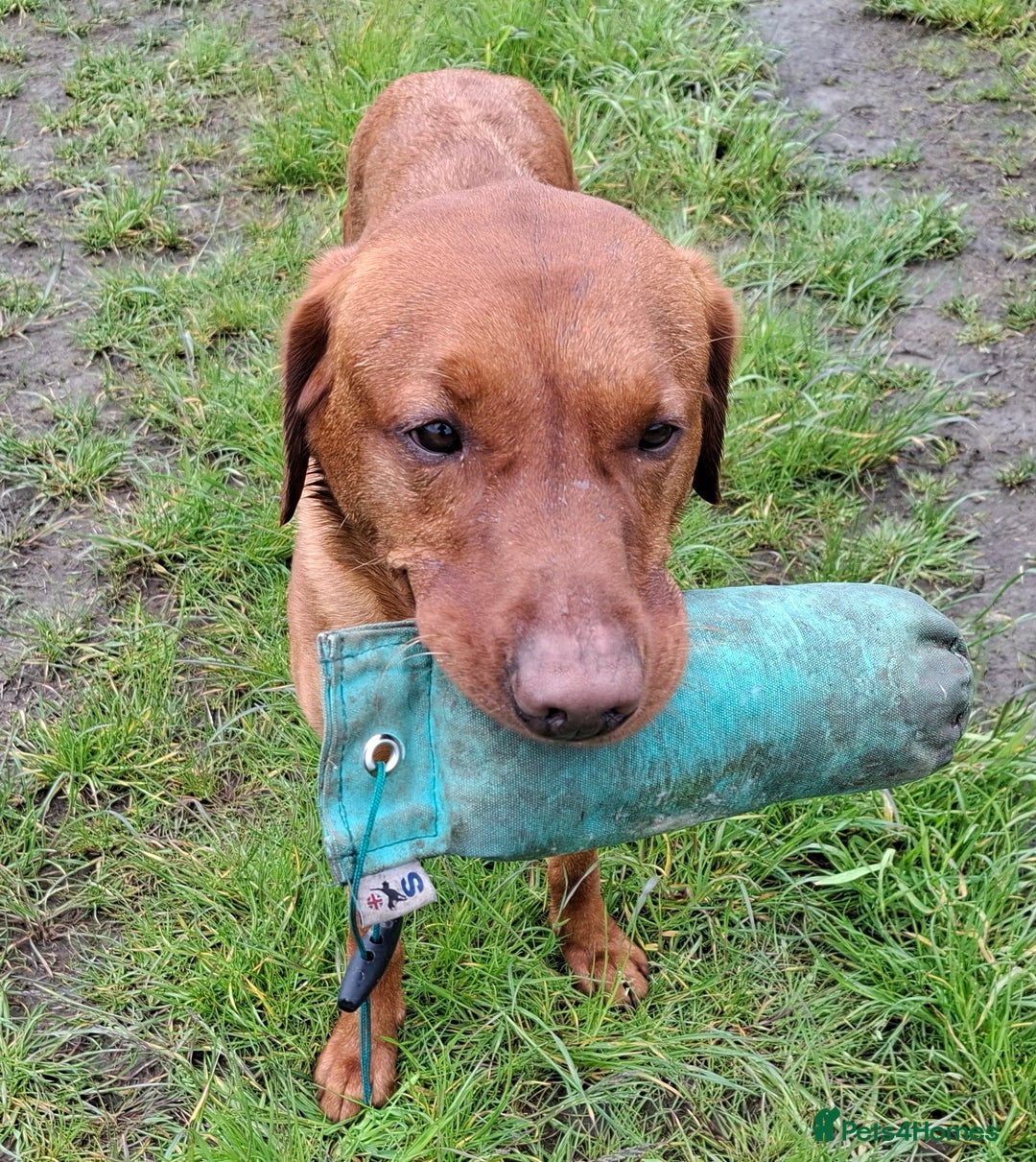 Labrador Retriever dogs for stud: KC registered Fox Red Labrador at stud £500 in Whitley Bay - Image 2