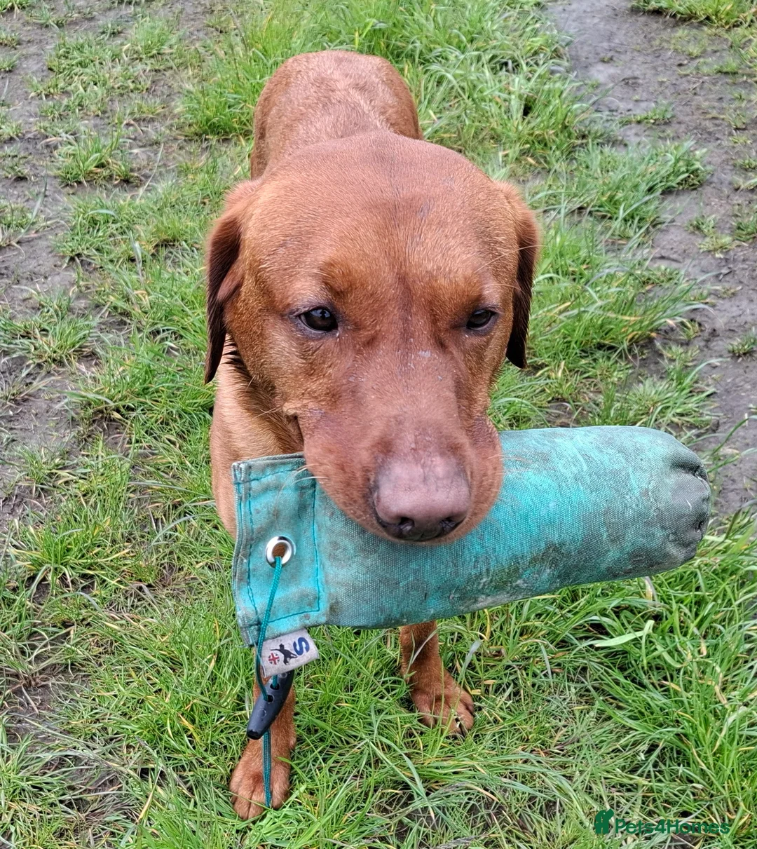 Labrador Retriever dogs for stud: KC registered Fox Red Labrador at stud £500 in Whitley Bay - Advert 2