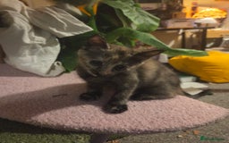 Russian Blue cats for sale: Russian Blue × Flame Point Ragdoll Kittens 🐾 - Image 4