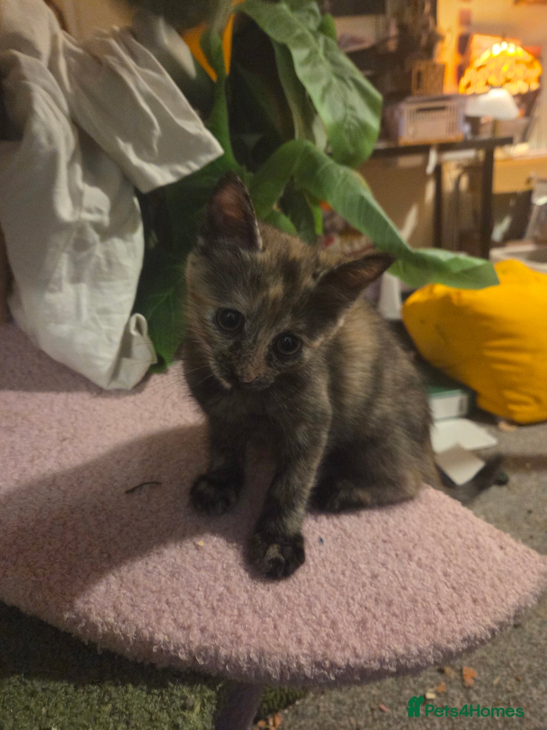 Russian Blue cats for sale: Russian Blue × Flame Point Ragdoll Kittens 🐾 - Image 4