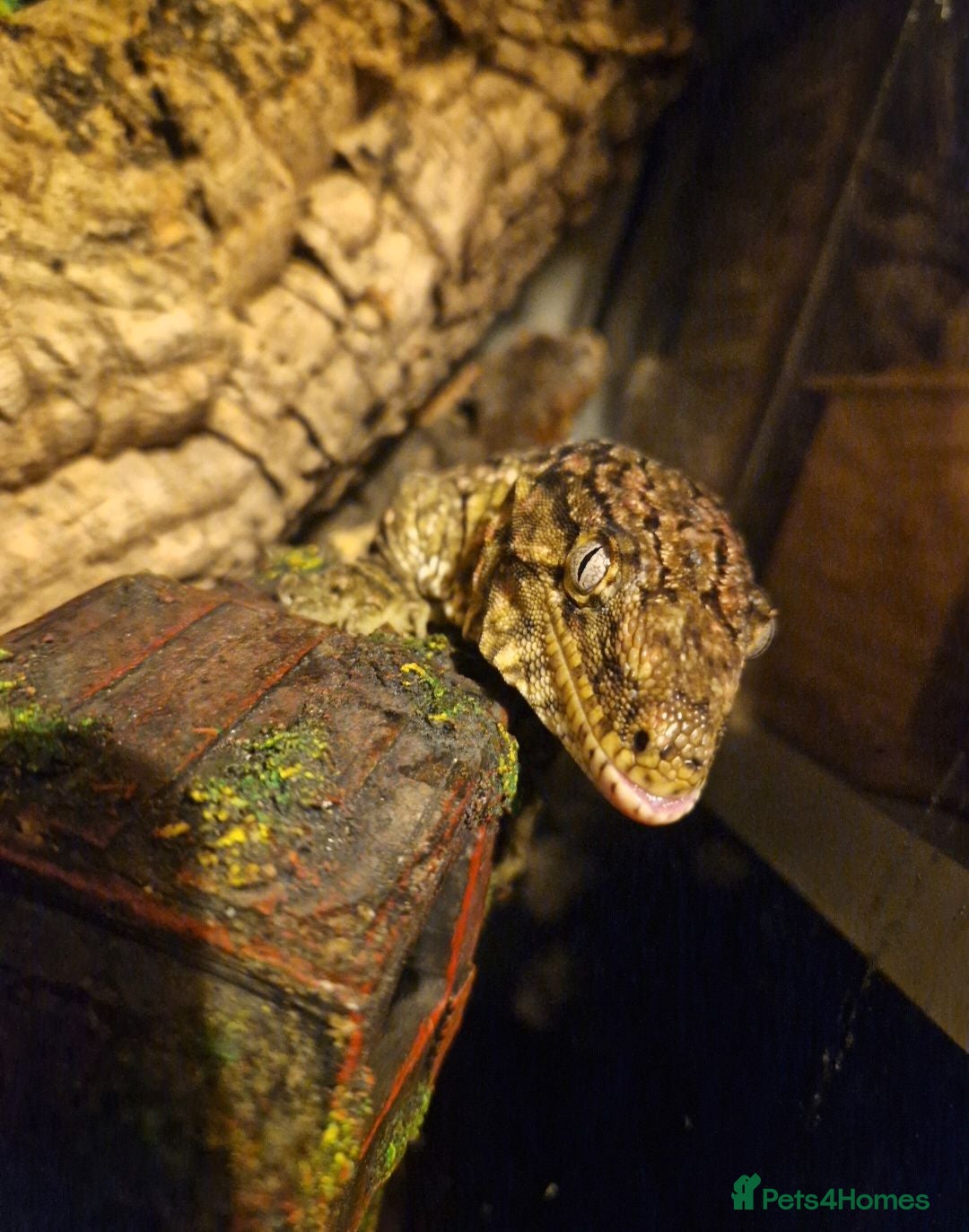 Gecko reptiles Leachianus Gecko for sale  - Advert 1
