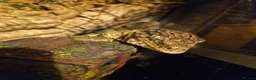 Gecko reptiles for sale: Leachianus Gecko for sale  - Advert 3